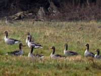 10-12-2014 Wildgaense am Boden-10-12-2014  Wildgänse am Boden